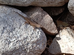 Sceloporus nelsoni