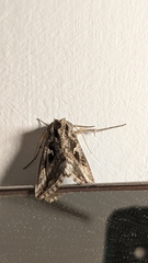Autographa gamma