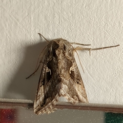 Autographa gamma