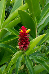 Costus comosus