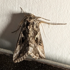 Autographa gamma