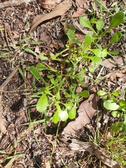 Sphaeromorphaea australis