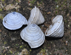 Trochoidea elegans