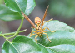 Polistes olivaceus