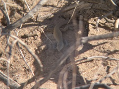 Aspidoscelis tigris tigris