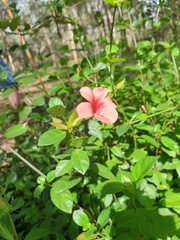Barleria repens