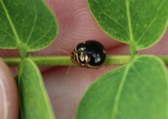 Coptosoma xanthogramma