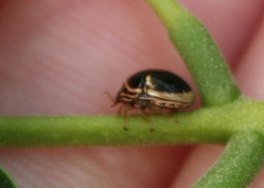 Coptosoma xanthogramma