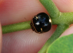 Coptosoma xanthogramma