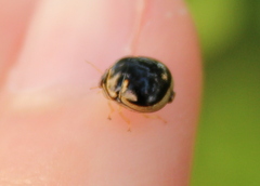 Coptosoma xanthogramma