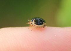 Coptosoma xanthogramma