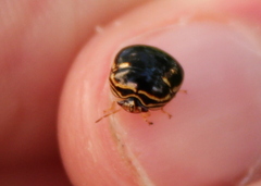 Coptosoma xanthogramma