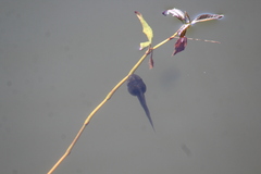 Pseudacris hypochondriaca