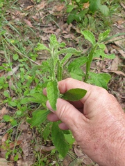 Pterocaulon redolens
