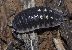 Porcellio ornatus
