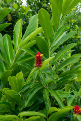 Costus comosus