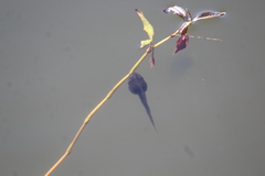 Pseudacris hypochondriaca