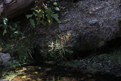 Ambrosia ambrosioides