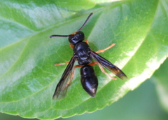 Anterhynchium rufipes