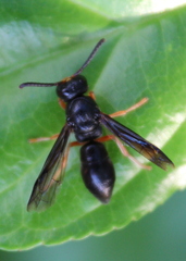 Anterhynchium rufipes
