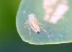 Cosmophasis lami