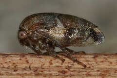 Ophiderma
