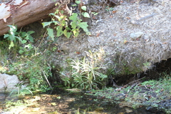 Ambrosia ambrosioides