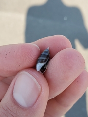 Olivella semistriata