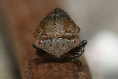 Ophiderma