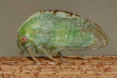 Cyrtolobus