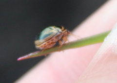 Coptosoma xanthogramma