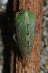 Cyrtolobus