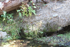 Ambrosia ambrosioides