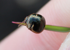 Coptosoma xanthogramma