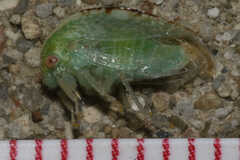 Cyrtolobus