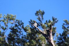 Melanerpes formicivorus angustifrons