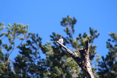 Melanerpes formicivorus angustifrons