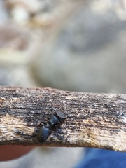 Cephalotes