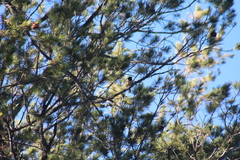 Pipilo maculatus magnirostris
