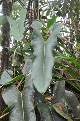 Philodendron