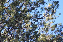 Pipilo maculatus magnirostris