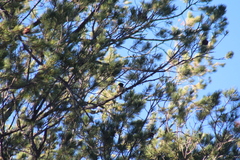 Pipilo maculatus magnirostris