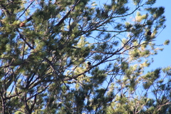Pipilo maculatus magnirostris