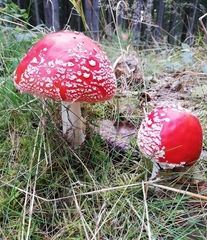 Amanita muscaria