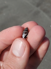 Olivella semistriata