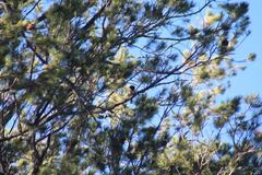 Pipilo maculatus magnirostris