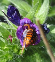 Rhodanthidium sticticum