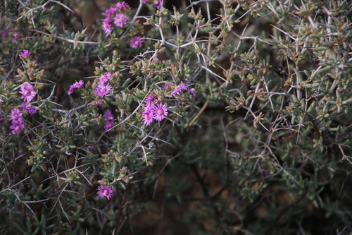 Image of Ruschia intricata by (c) Tony Rebelo, some rights reserved (CC BY-SA)