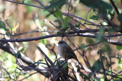 Junco bairdi