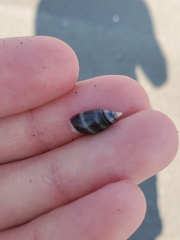 Olivella semistriata